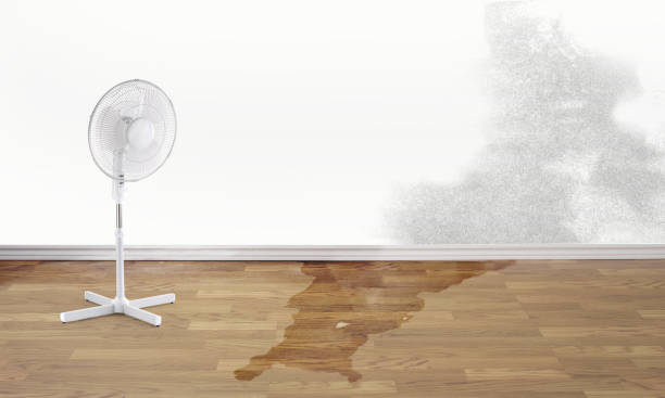 Best Basement water damage restoration  in Mount Vernon, VA